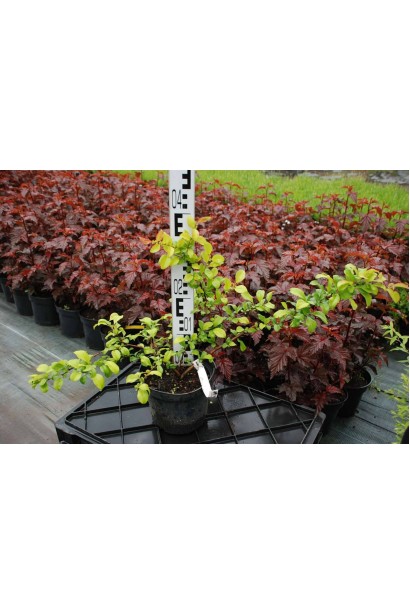 Айва Пинк Лейди - 3-5л/вис.35-45см/Ø55-65см